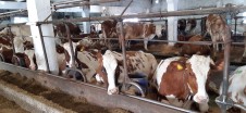 Оценка состояния молочного производства  сельскохозяйственных предприятий.