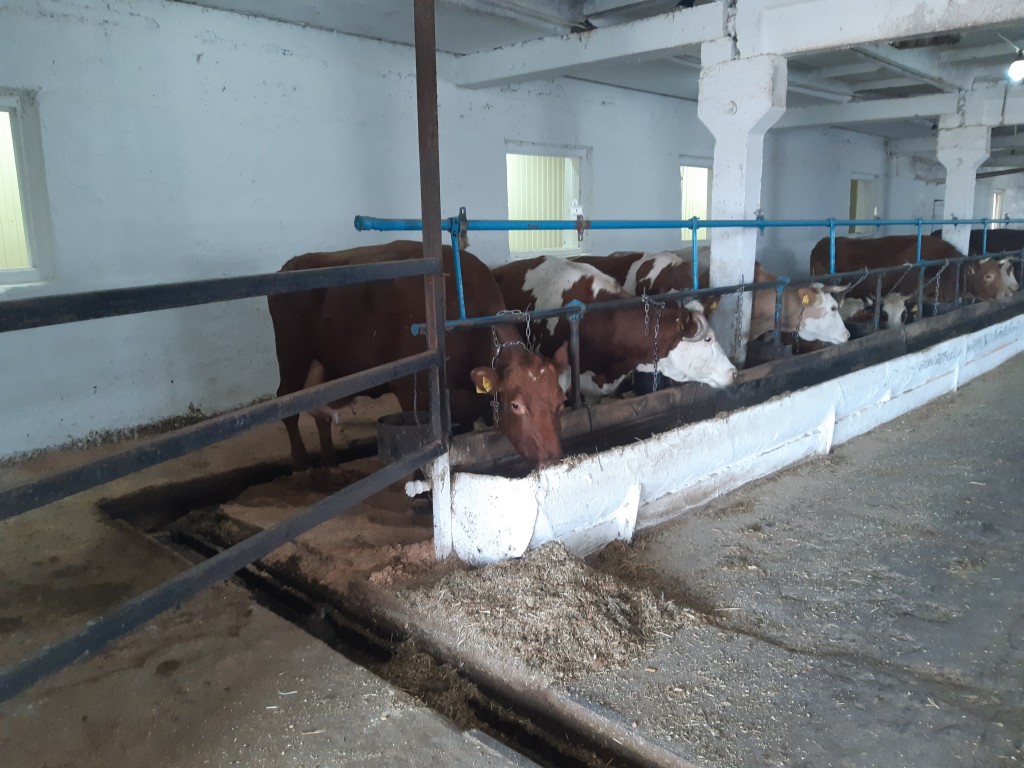 Оценка состояния молочного животноводства на предприятиях 2023 15