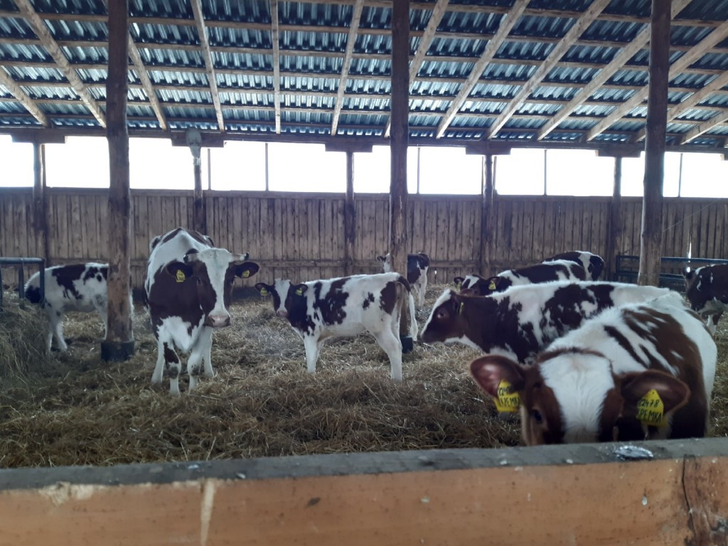 Оценка состояния молочного производства сельскохозяйственных предприятий 2022. 10