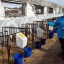 Оценка состояния молочного производства сельскохозяйственных предприятий 2022.